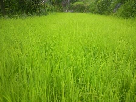 Cultivation of sweet-smelling basmati rice in Bijanbari, Darjeeling