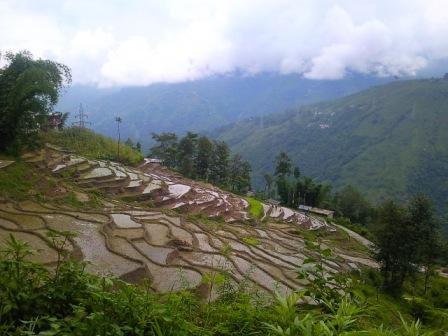 Terraced paddy field known locally as khet on the outskirts of Bijanbari