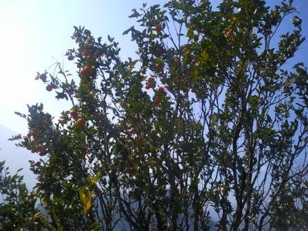 Orange tree laden with fruit near Bijanbari, Darjeeling