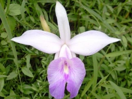 Sunakhari flower growing in the forest near Bijanbari