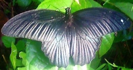 Butterfly found around Darjeeling 10