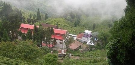 Protection of Darjeeling Tea as a Geographical Indication 9