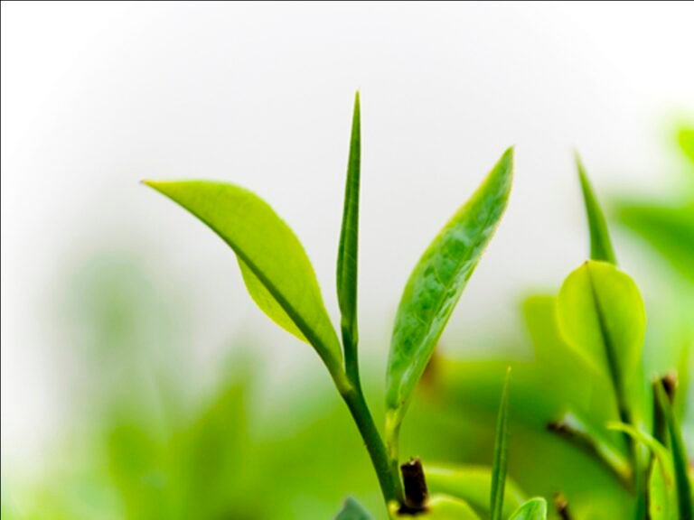 Darjeeling's stir’s first flush signals tea break 11