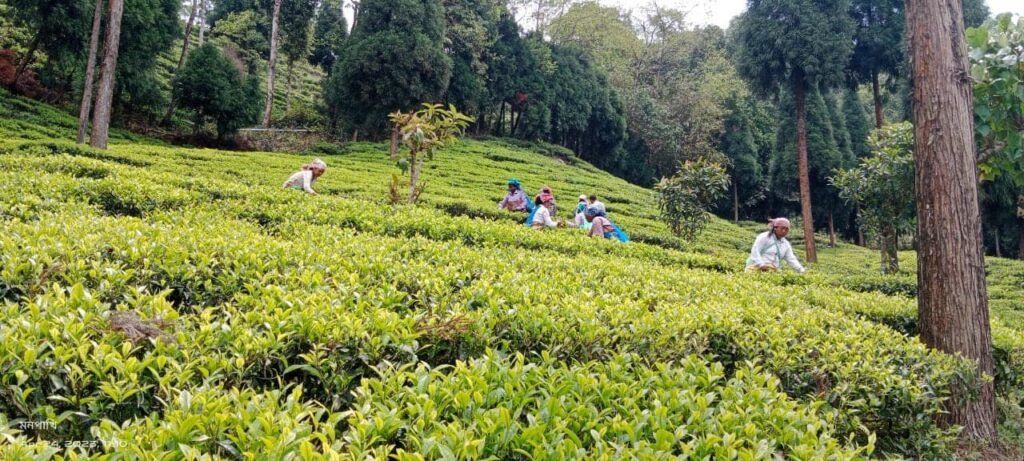 Sittong - Beautiful Tourist Destination in Darjeeling 366077946 3101633790141014 1387908390663342905 N 1024x461