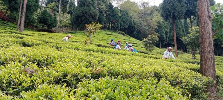Sittong - Beautiful Tourist Destination in Darjeeling 11