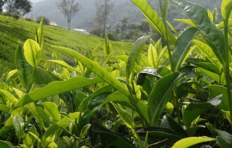 Top Tea Gardens of Darjeeling 9