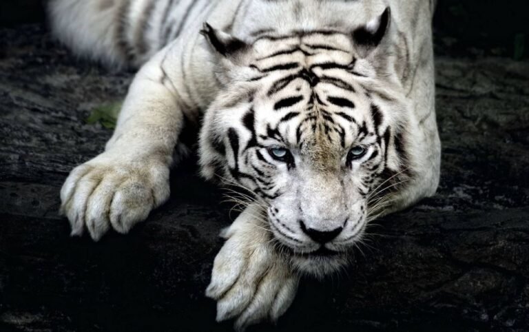 Darjeeling Zoo Welcomes two White Tigers for wildlife enthusiasts 6