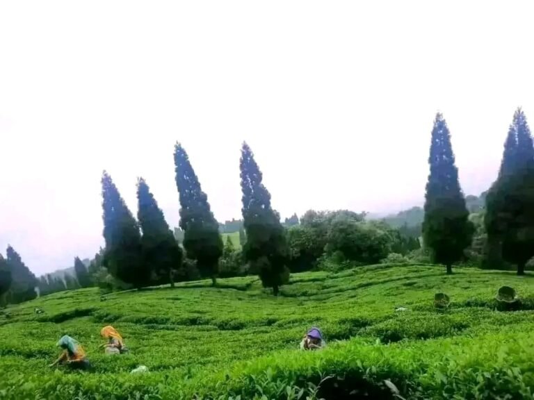 Tindhurey New Offbeat Destination Kalimpong 1