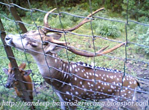 Dow Hill Deer Park in Kurseong, a forested hill with walking paths